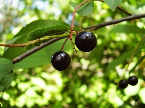 黑龙江旅游_黑龙江旅游攻略_黑龙江旅游景点