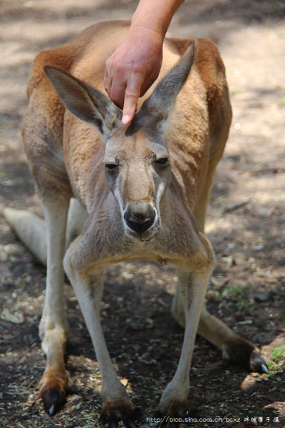 上海旅游博客_上海自由行博客