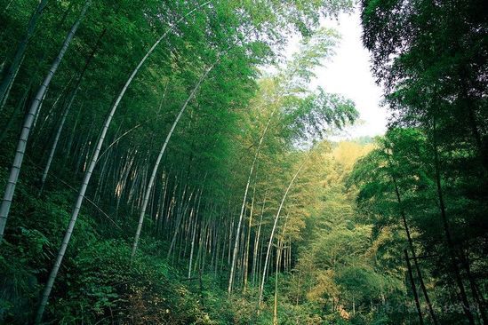 安徽九华山旅游_安徽九华山旅游攻略_九华山