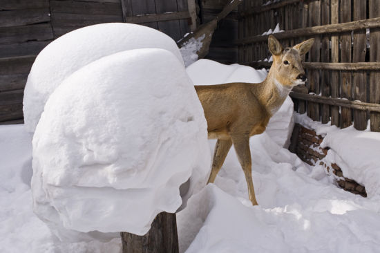 长白山最可爱的呆萌动物 家喻户晓的傻狍子
