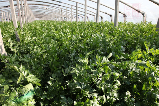 山东旅游博客_山东自由行博客