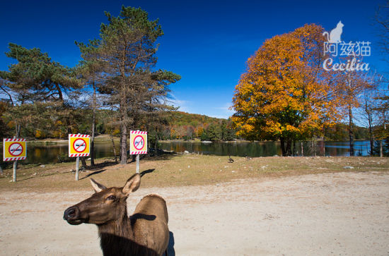 加拿大旅游博客_加拿大自由行博客