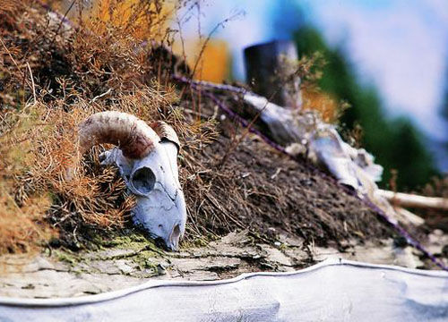 阿勒泰喀纳斯百花园旅游_阿勒泰喀纳斯百花园