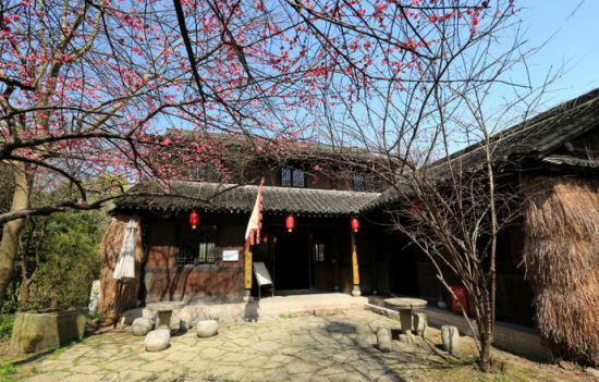 组图:西溪探梅好时节 赏梅品戏浪漫湿地行