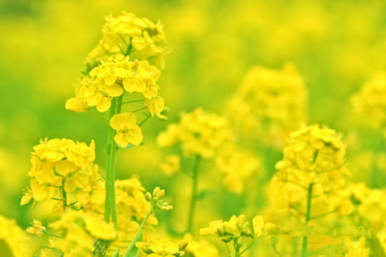 云南旅游博客_云南自由行博客