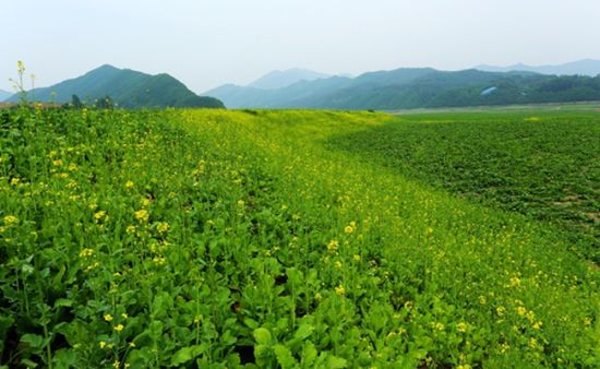 集安市鸭绿江畔油菜花海景区正式对外开放