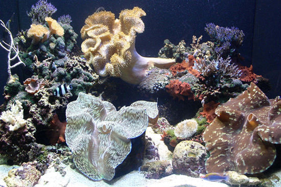 西雅图水族馆(The Seattle Aquarium ) 西雅图水族馆(The Seattle Aquarium )