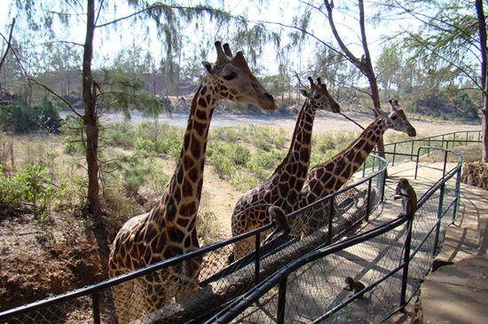 伍德兰公园动物园(Woodland Park Zoo) 伍德兰公园动物园(Woodland Park Zoo)