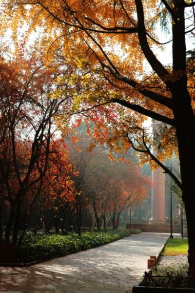 云南大学的秋天真的很美丽(图:阿布 新浪博客) 云南大学的秋天真的很美丽(图:阿布 新浪博客)