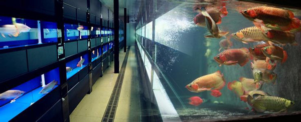 探秘津城最“热闹”的夜市——中环花鸟鱼虫市场_旅游吧_让旅行更简单