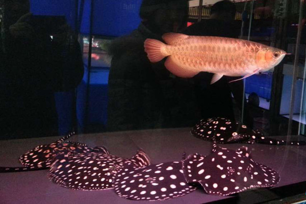 探秘津城最“热闹”的夜市——中环花鸟鱼虫市场_旅游吧_让旅行更简单