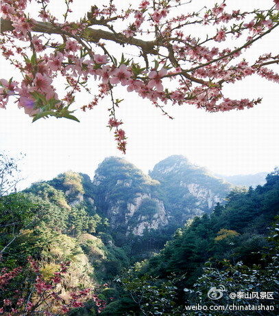泰山春季山花烂漫(图:@泰山风景区)