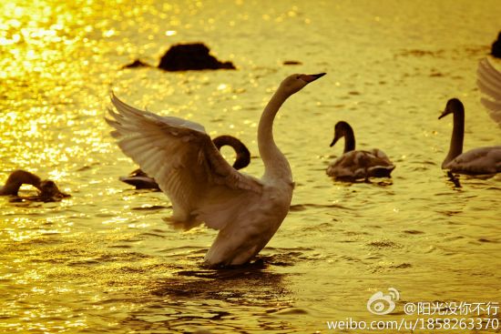 天鹅起舞(图:@阳光没你不行)