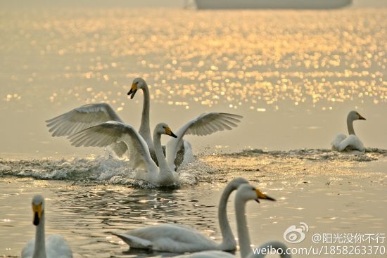天鹅起舞(图:@阳光没你不行)