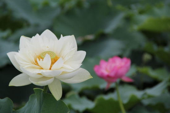 文山旅游博客_文山自由行博客