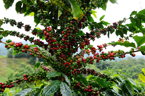 云南旅游博客_云南自由行博客