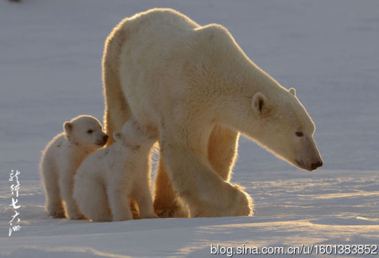 加拿大旅游攻略_加拿大游玩攻略_加拿大自助旅游攻略