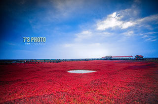 盘锦红海滩旅游_盘锦红海滩旅游攻略_红海滩