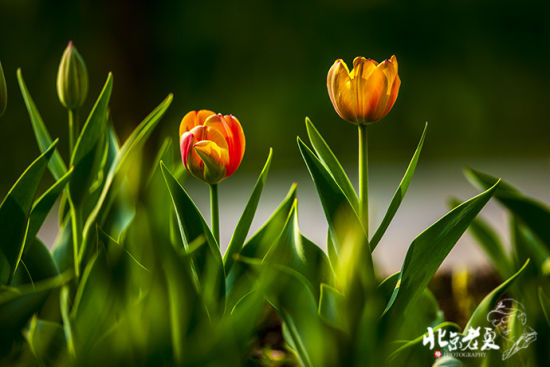 北京旅游博客_北京自由行博客