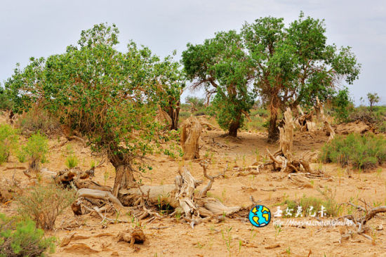 新疆旅游博客_新疆自由行博客