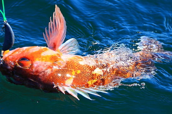 温哥华旅游博客_温哥华自由行博客