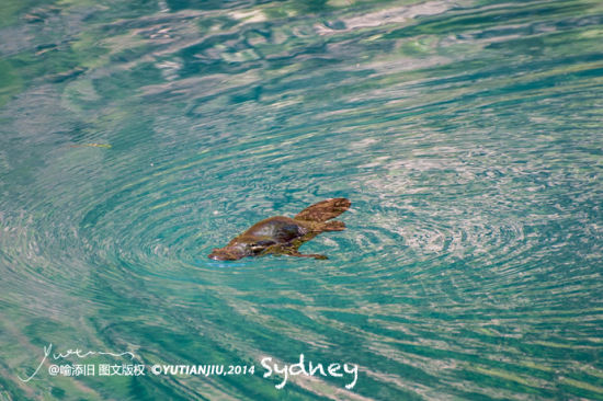 悉尼旅游博客_悉尼自由行博客