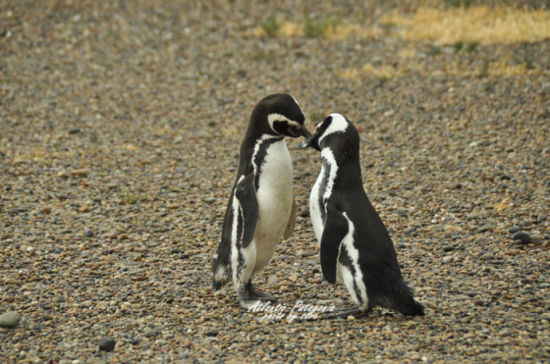 阿根廷旅游博客_阿根廷自由行博客