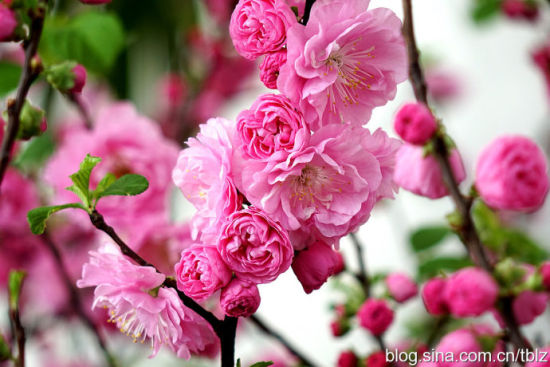 北京旅游博客_北京自由行博客