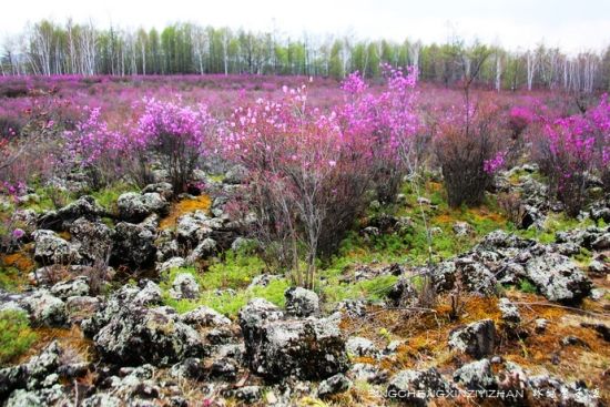 呼伦贝尔旅游博客_呼伦贝尔自由行博客