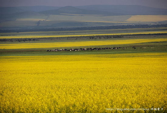 呼伦贝尔旅游博客_呼伦贝尔自由行博客