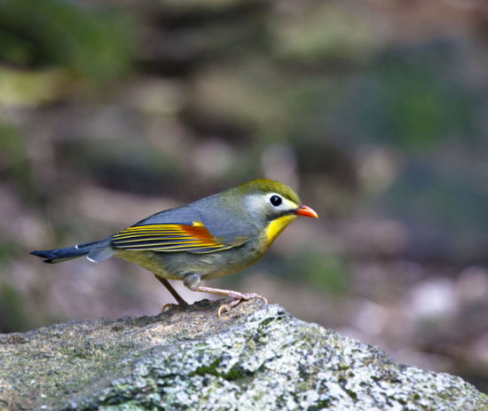 江西旅游博客_江西自由行博客