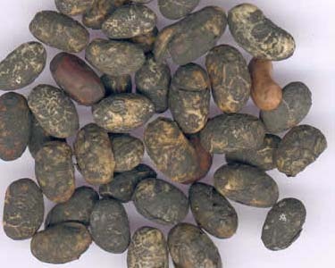 四川特产_四川特产有哪些_四川特产是什么