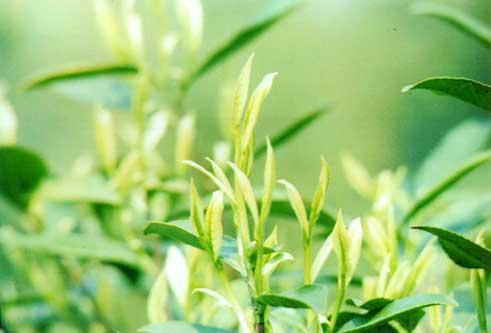 湖州特产_湖州特产有哪些_湖州特产是什么