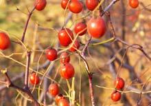 晋城特产_晋城特产有哪些_晋城特产是什么