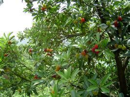 宁波特产_宁波特产有哪些_宁波特产是什么