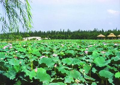 佛山市热门景点推荐_佛山市热门旅游景点介绍