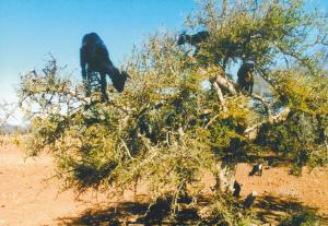 洛哥旅游_摩洛哥旅游攻略_摩洛哥旅游景点介