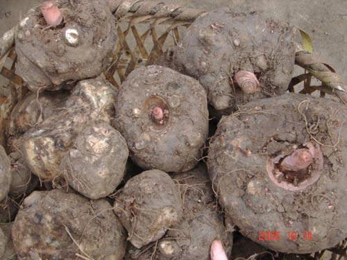 重庆小三峡旅游_重庆小三峡旅游攻略_小三峡