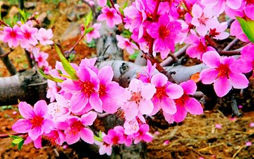 平谷桃花园的美丽景色