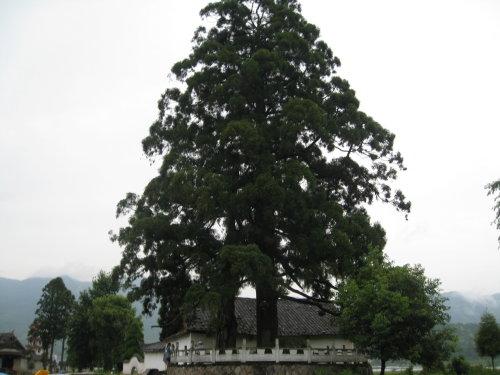 宁德白水洋风景区旅游_宁德白水洋风景区旅游