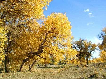 阿拉善盟热门景点推荐_阿拉善盟热门旅游景点