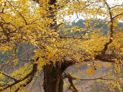 昌平区热门景点推荐_昌平区热门旅游景点介绍