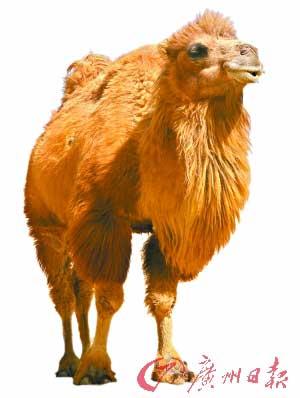 鄂尔多斯市热门景点推荐_鄂尔多斯市热门旅游