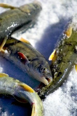 青海湖美食:无鳞湟鱼肥嫩鲜美 人参果奇妙延年(图)