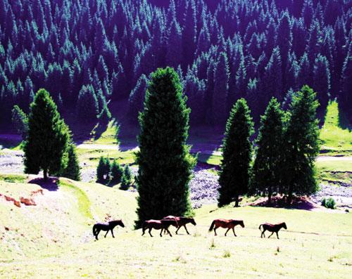 新疆天山天池：美甲一方的高山湖泊(组图)