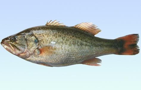 盐城特产_盐城特产有哪些_盐城特产是什么