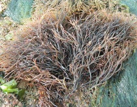 宁夏特产_宁夏特产有哪些_宁夏特产是什么