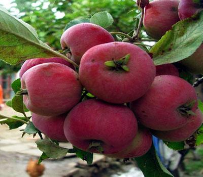 新疆旅游_新疆旅游攻略_新疆旅游景点介绍_新