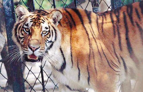 沈阳市热门景点推荐_沈阳市热门旅游景点介绍