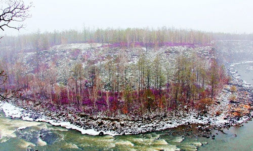 达尔滨湖五月雪 兴安杜鹃雪中情